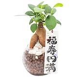 [ miipas ] お祝い ギフト 観葉植物 ガジュマル 新築 還暦 古希 新居 結婚 記念日 出産 退職 快気 退院 開店 周年 贈り物 オシャレ 金運 開運 運気 アップ スピリチュアル グッズ 【 福寿円満 札付き 】 プレゼント