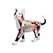 N  A 4D Cat Anatomy Model - Abnehmbare 28 Teile - Tierorgan-Montagespielzeug Für Den Medizinischen Unterricht - Schwarz-Weiß-Katze