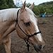 Tahoe Tack Copper Tip Series Horse Training Rope Halter – 4 Knot, 1/4