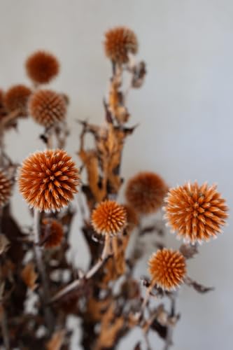 Ramillete de Echinops Secos 3 Ramos Naranja Decoración miniatura 7
