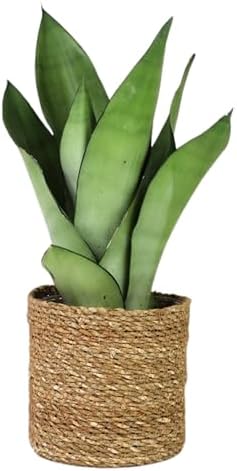 Live Plant Sansevieria Moonshine in 4'' Pot – Easy Care Snake Pla...