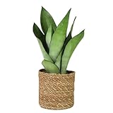 Live Plant Sansevieria Moonshine in 4'' Pot – Easy Care Snake Plant with Silvery Green Foliage, Air-Purifying Houseplant for Home, Office & Gifts (Heat Pack Included)