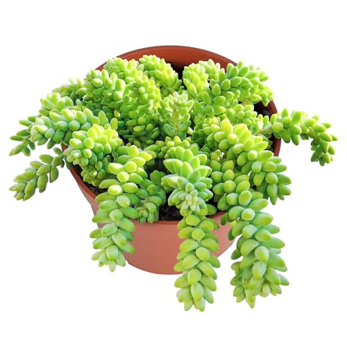 Donkey Tail Live Succulent Plant (4-inch), Burro’s Tail, Fully Rooted