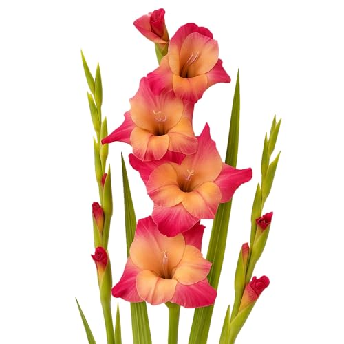 Easy to Grow Gladiolus Apricot Bubblegum - 10 Flower Bulbs Summer Blooms in Full Sun (Tall)