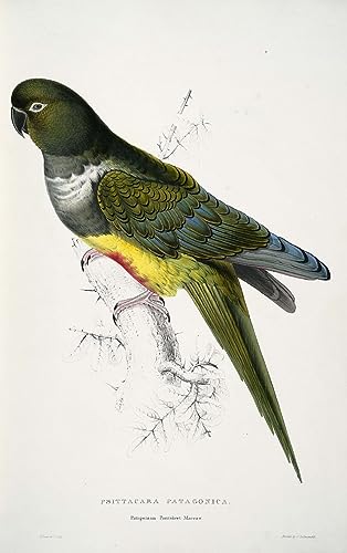 Grand tableau Cyanoliseus Patagonus Edward Lear 60x90cm pour habiller un grand mur vide