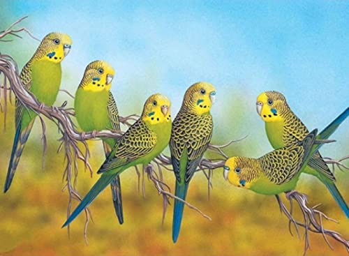 Kit Point de Croix Oiseau Idée Cadeau Broderie Fait Main Débutant