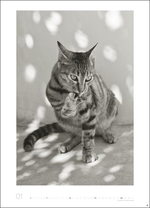 Monika Wegler: Cats Edition 2024. Elegante Samtpfoten in schwarz-weiß in einem XXL-Kalender. Tierkalender 2024 im Großformat. Hochwertiger großer Fotokalender für Katzenfans - Image 3