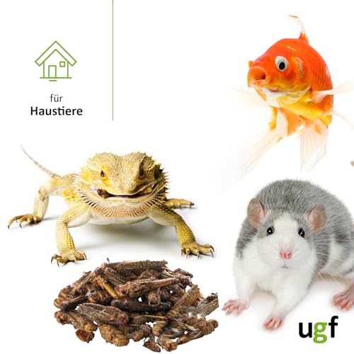 UGF - Getrocknete Heuschrecken - 65g im 500 Milliliter Eimer, Heuschrecken Insekten, Reptilienfutter, Nagetierefutter, Igelfutter, Eidechsenfutter, Vogelfutter Wildvögel Ganzjährig, Fischfutter