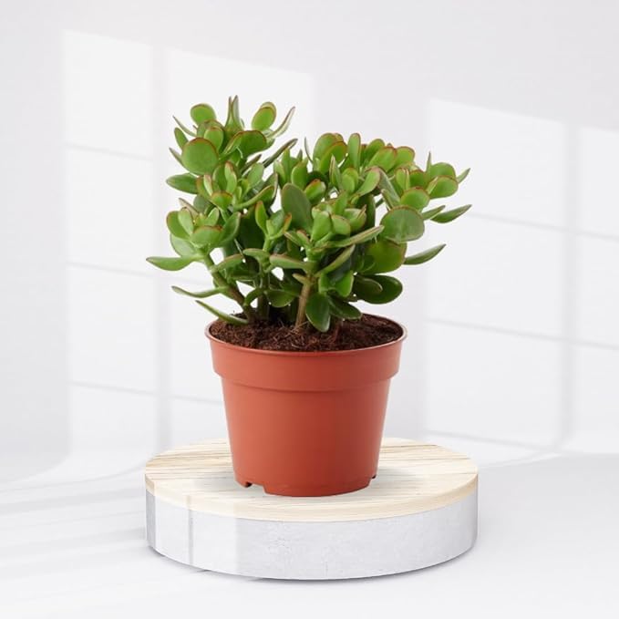 Phulwa | Beautiful Dhan Kuber Plant (Crasula Money Plant) With Brown Pot | Money Plant | Jade Plant Indoor Plant | Air Purifying Plant | Home Decorative | Office Plant Indoor Plant (B0CN12FGRG) Amazon Price History, Amazon Price Tracker