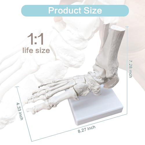 Image of Life-Size Human Foot and Ankle Joint Anatomy Model - Includes Tibia, Fibula, Right Side, Stand, Fully Articulated for Medical and Educational Use