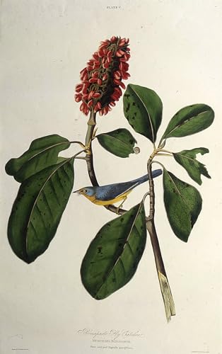 Tableaux de la Paruline du Canada Audubon 60x90cm pour habiller un mur vide avec élégance
