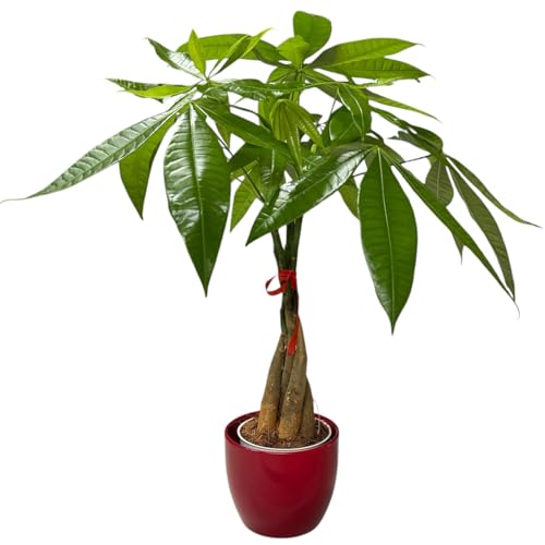 Image of Money Tree Live Plant | 14-22 Inches Tall Bonsai | Easy to Grow Indoor Houseplant | Home, Office, or Room Decor | Birthday, Housewarming Gift (Red)
