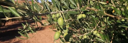 ORO BAILEN - Natives Olivenöl extra (Sorte Picual) - Kanister 2,5 Liter