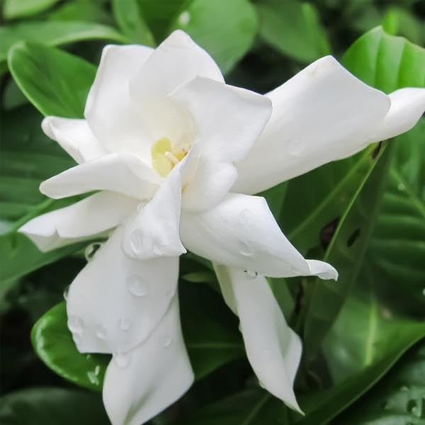 Brighter Blooms Frost Proof Gardenia Shrub