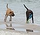 Dingo Mop Bungee Blau Mikrofaser mit Vanille Duft Ball Hundespielzeug Agility Apporte zum Spielen Tauziehen Beweglichkeit Wassertraining 15587-2