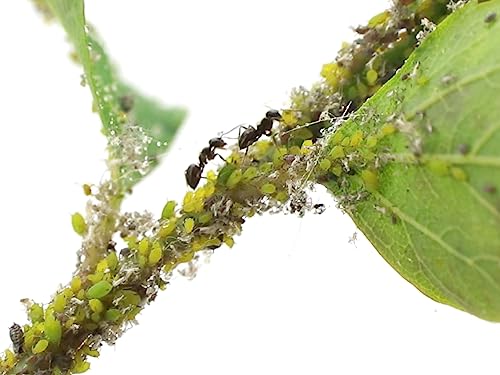 Insekten - Ameisen - Honigtau-Mix in 2ml Futterröhrchen - 10 St.