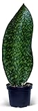 Live Sansevieria Masoniana, Mason’s Congo, Whale Fin, Shark’s Fin, Rare Houseplant, Housewarming Gift, Christmas Gift, Father's Day Gift, Live Home Decor Plant in 6' Pot