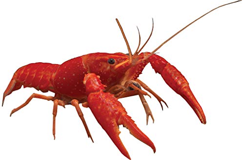 Frankies Cajun Customs Crawfish Vinyl Decal Wall, Car, Laptop - 18 inch