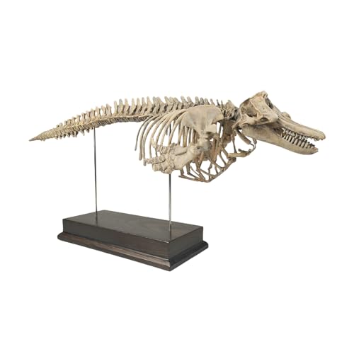 菊石 1/18サイズ シャチ 骨格 動物 フィギュア 50cm級 鯨偶蹄目マイルカ科 海洋哺乳類 頂点捕食者 樹脂 模型 リアル 大人のおもちゃ プラモデル おもちゃ スタチュー プレミアム 塗装済 完成品