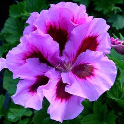 35Pcs Seeds Two-Color Geranium Seeds Perennial Flower Pelargonium Peltatum Flowers Geranium (Tian Zhu Kui) : 11