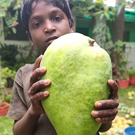 Oxygeen Noorjahan Mango Big Size 3-5 Kg Live Plant Mamidi Mangifera indica Aam Amba Mankani Grafted (Rare Varety) 1 Live Plant (Without Pot) Hight 1.5 Ft Size