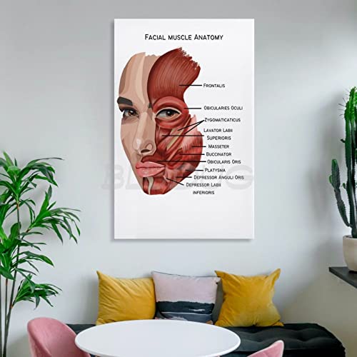 Bludug Facial Muscle Anatomy Poster Canvas Painting Posters And Prints Wall Art Pictures For Living Room Bedroom Decor 24X36Inch(60X90Cm) #TOP5