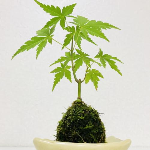 m[uhiy؂݂сzۋʃLbg܂ϗtAtS҂łȒPZbg!ہEpyEEܑSē܂!߂Ă̑ۋʍ