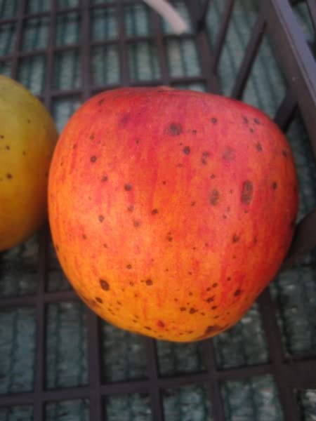Malus Lavanttaler Bananenapfel - Winterapfel Lavanttaler Bananenapfel