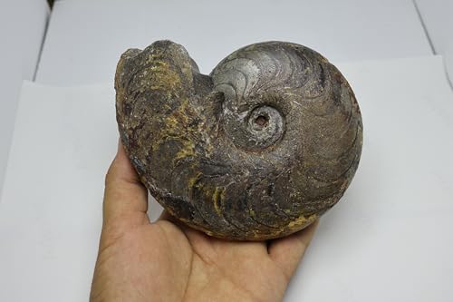 Image of Ammonite Fossil Cretaceous Fossils Fossils from Morocco Fossil Rock Ammonites Fossil A298