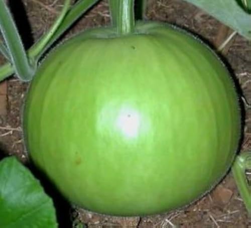 Organic Round Bottle Gourd Seeds for Seasonal Vegetable Plantatio...