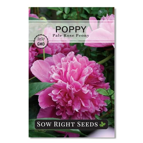 Sow Right Seeds - Pale Rose Peony Poppy Seeds for Planting - Non-GMO Heirloom Annual Variety - Beautiful Poppy Flowers - Ideal for Gardens, Flower Beds - Easy to Grow - Pink Peony Blossoms (1)