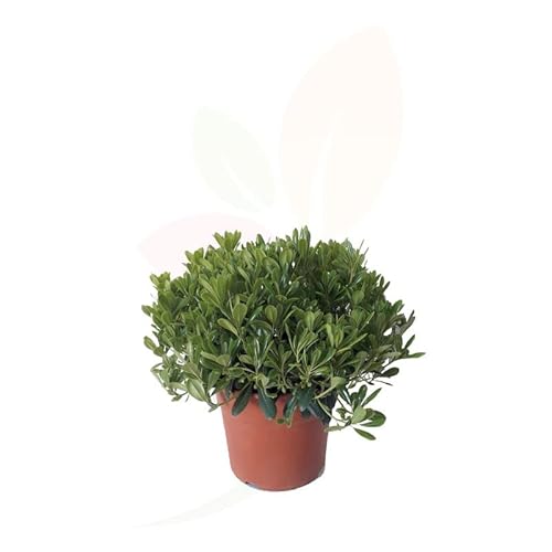 Pittosporum Natural Arbusto de Exterior Conocido como Azahar de la China