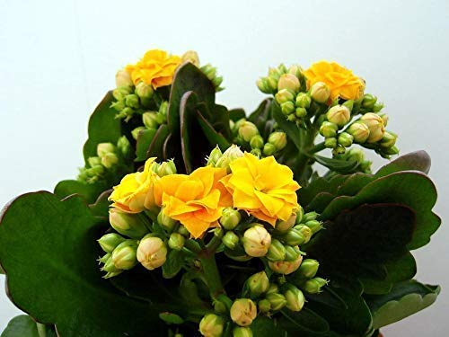 Baby Plants - Live Kalanchoe Plant Yellow Color Flower Healthy Natural with Plastic Pot (B09C4V4Y87) Amazon Price History, Amazon Price Tracker