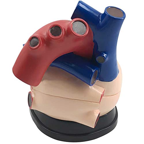 Modèle de cœur triple taille à structure anatomique détaillée - 8