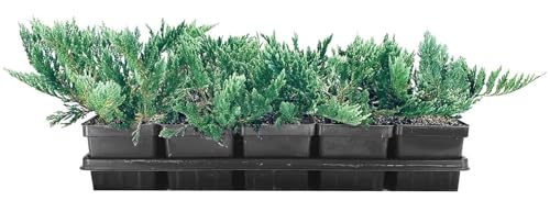 Juniper Blue Chip | 1 Large 4 Inch Pot | Juniperus horizontalis 'Blue Chip' | Low-Maintenance Ground Cover Plants | Drought-Tolerant Landscaping Shrub