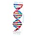 DNA Kit Self Double Helix Model kit Assembling DNA Display Stand Double Helix Model Human Genes Learning Toy Biological Teaching DNA Helix Model Aid Science DNA Models Molecular Model Kit