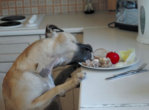 image for The Company of Animals Pet Corrector Spray for Dogs, Dog Training Spra