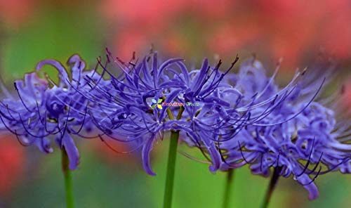 Floriculture Greens Imp. Lycoris Lily (Spider Lily) Bulbs For Home Gardening Planting (Rare Blue, Pack Of 2 Bulbs)