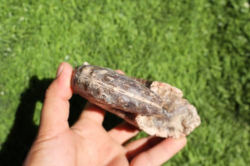 Image of Ammonite Mammites Nodosoides Ammonite Fossil Rare Ammonite Fossil Natural Fossil from Morocco A33