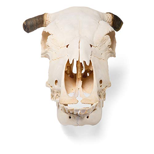 Image of 3B Scientific GmbH T300151w Cow Skull, w. Horns