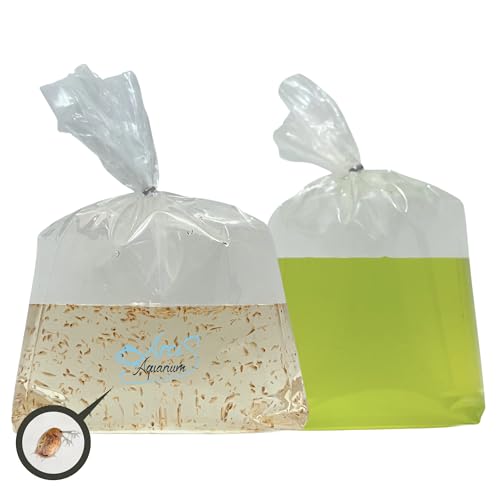 300+ Live Daphnia Magna with Chlorella (Starter Kit) | Premium Living Culture Feeder for Freshwater Fish, Fry, Shrimp & Axolotls – Green Water, Planktonic Crustacean, Water Fleas, Aquatic Live Food