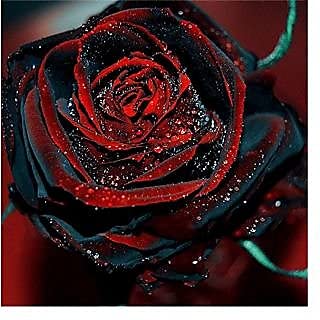 LHTL 100pcs Oxalis Flower Seeds