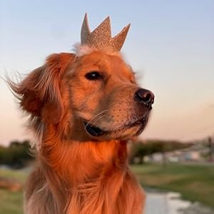 Huxley & Kent Pet Party Crown | Gold (Small) | Crown for Dogs and Cats | Adjustable Strap for Comfort and Stability | Perfect for Birthday Party, Adoption Celebration or Gotcha Day Photos Huxley Kent Pet Party Crown Gold Small Crown for Dogs and Cats Adjustable Strap for Comfort and Stability Perfect for Birthday Party Adoption Celebration or Gotcha Day Photos