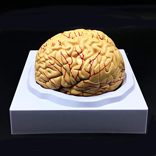 Modèle de cerveau humain anatomique AMITD science médicale et matériel didactique - 2