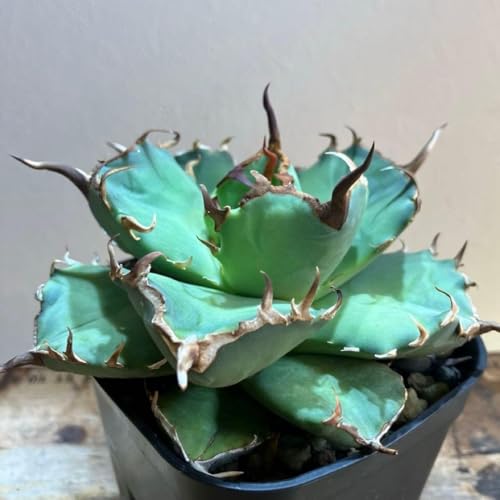 アガベ 用 鉢」の人気商品一覧 | 安い商品を通販サイトから探す - 価格.com