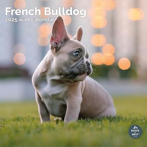 Baker and Bray 2025 French Bulldog Calendar Cover