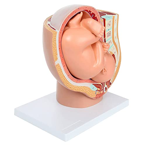 Embarazo humano Desarrollo Fetal Noveno mes Modelo pélvico embrionario Feto Feto Embarazo Anatomía de la placenta Cover