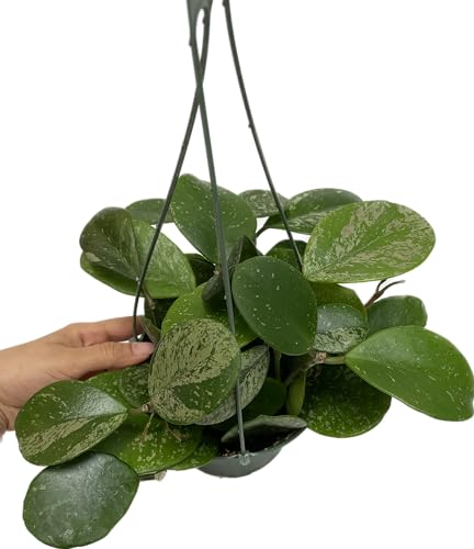 Hoya Obovata Spalsh Available in 2 Pot 4 Pot and 6 Hanging Pot Hoya Live Plants Live Houseplants California Seller (One Small Plant 4 Pot)