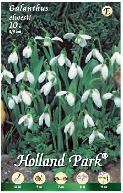 Holland Park bulbi da fiore di molte varietà e colori in sacchetto blister con foto (BUCANEVE - GALANTUS ELWESSII 10 bulbi)