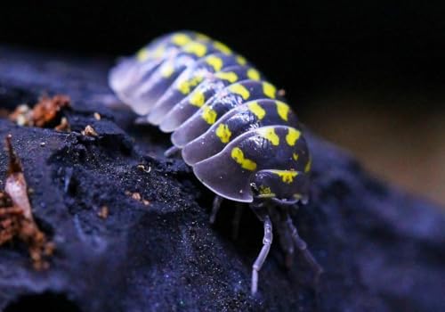 10 Armadillidium Yellow Spotted Gestroi - Live Isopods for BioActive Terrariums Vivarium Clean-up Crews and Reptile Food